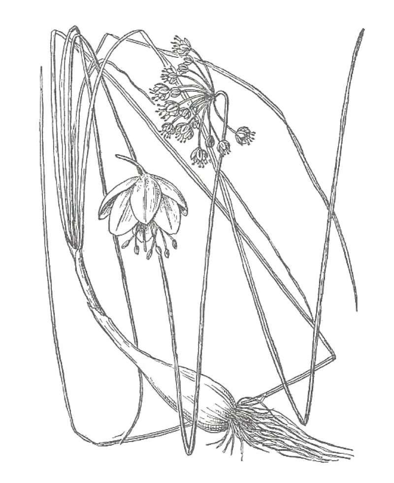 Silhouette by Parts - Line Drawing<br>(Origin of the Specimen: Britton and Brown)
