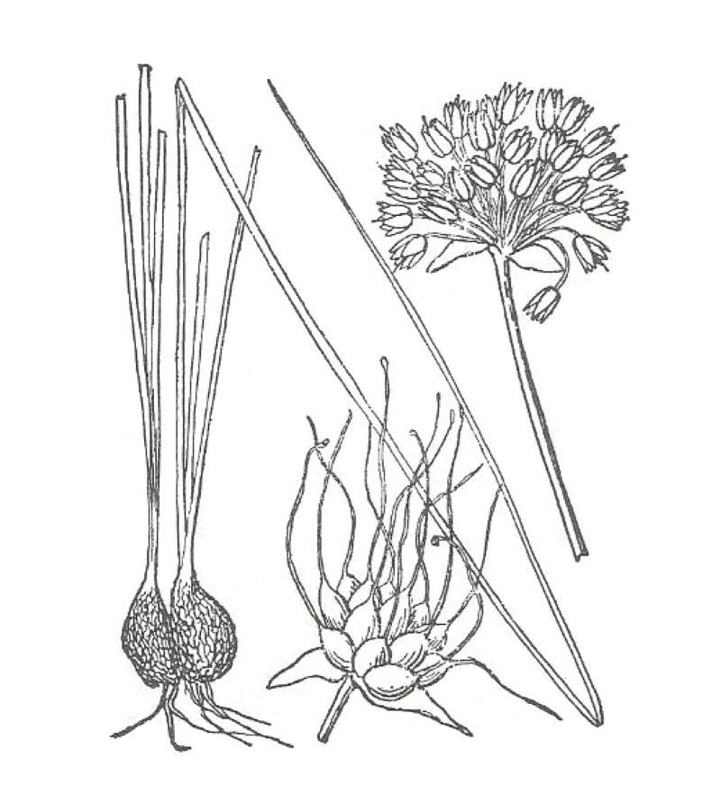Silhouette by Parts - Line Drawing<br>(Origin of the Specimen: Britton and Brown)