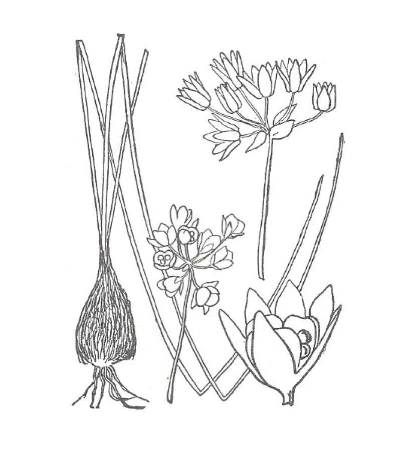 Silhouette by Parts - Line Drawing<br>(Origin of the Specimen: Britton and Brown)