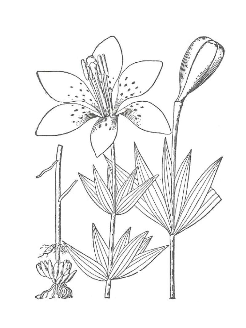 Silhouette by Parts - Line Drawing<br>(Origin of the Specimen: Britton and Brown)