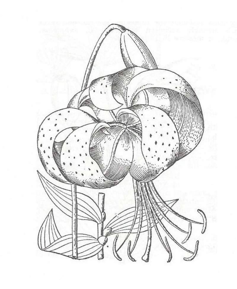 Silhouette by Parts - Line Drawing<br>(Origin of the Specimen: Britton and Brown)