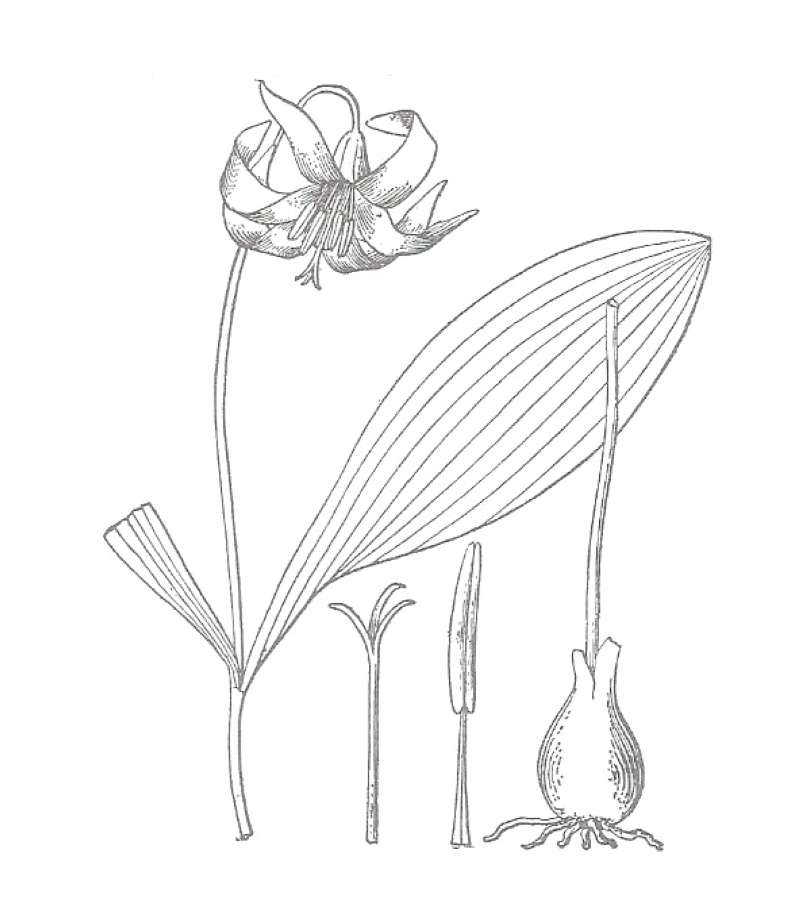 Silhouette by Parts - Line Drawing<br>(Origin of the Specimen: Britton and Brown)