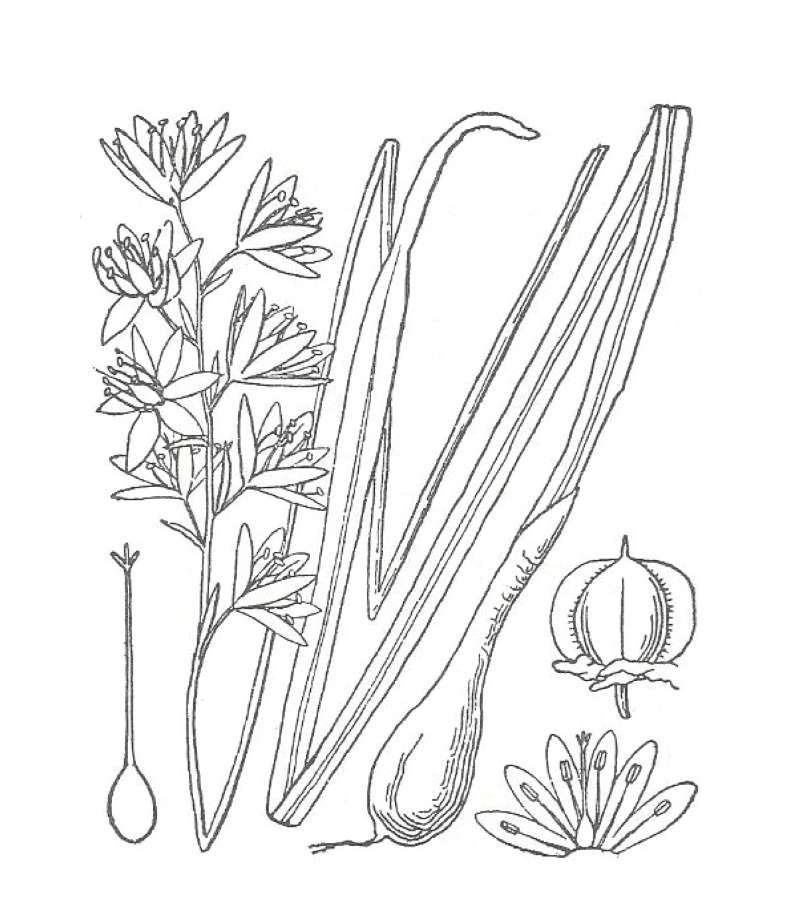 Silhouette by Parts - Line Drawing<br>(Origin of the Specimen: Britton and Brown)