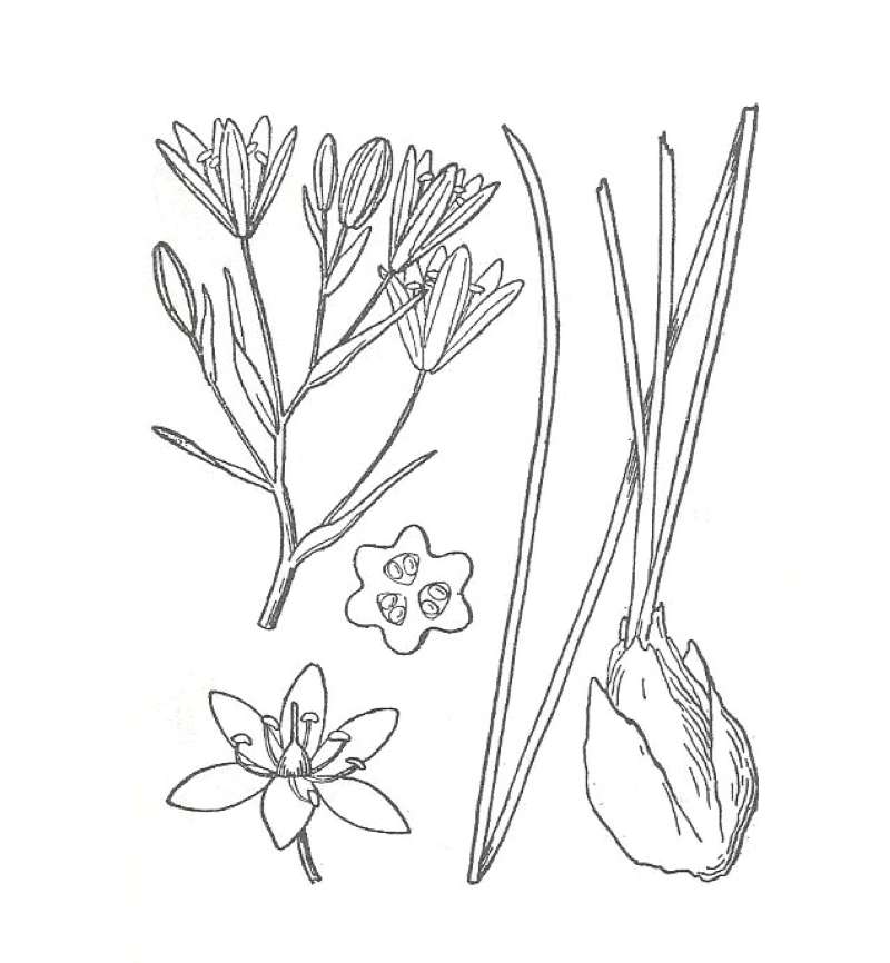 Silhouette by Parts - Line Drawing<br>(Origin of the Specimen: Britton and Brown)