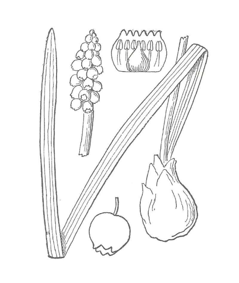 Silhouette by Parts - Line Drawing<br>(Origin of the Specimen: Britton and Brown)