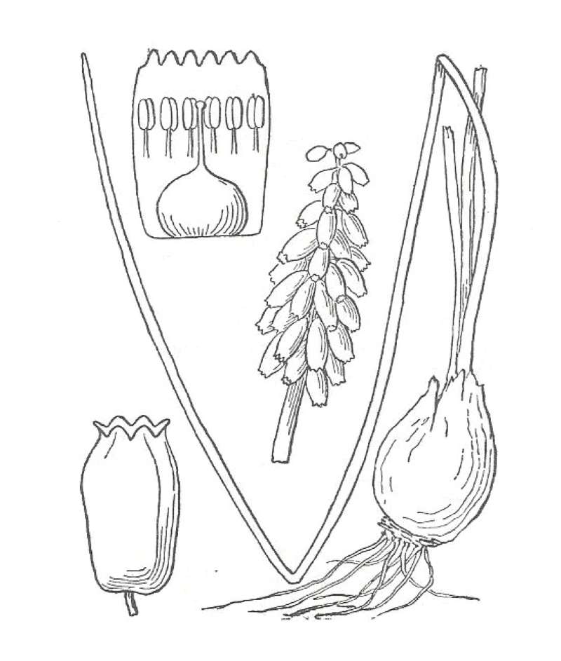 Silhouette by Parts - Line Drawing<br>(Origin of the Specimen: Britton and Brown)