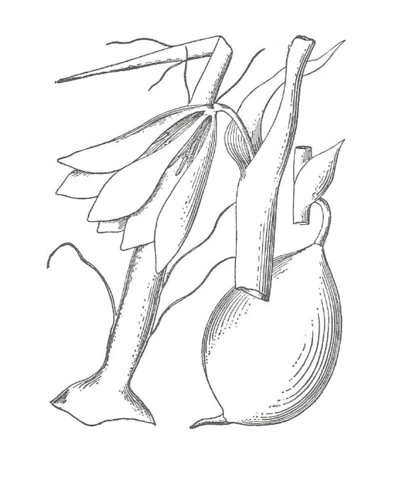 Flower - Front View<br>(Location of Picture: Zion Park, Sw Utah, USA, 2008)<br>(Origin of the Specimen: Britton and Brown)