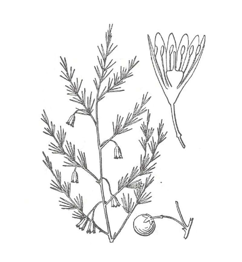 Silhouette by Parts<br>(Origin of the Specimen: Britton and Brown)