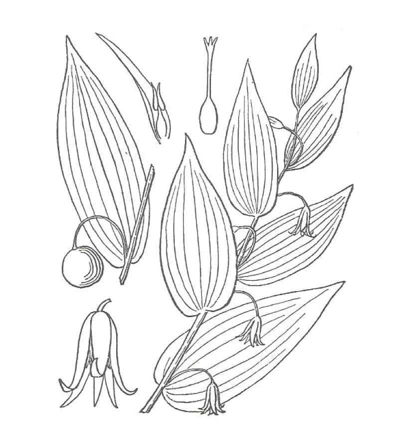 Flower - Sdie View<br>(Location of Picture: Cascade Mountains, Washington, USA)