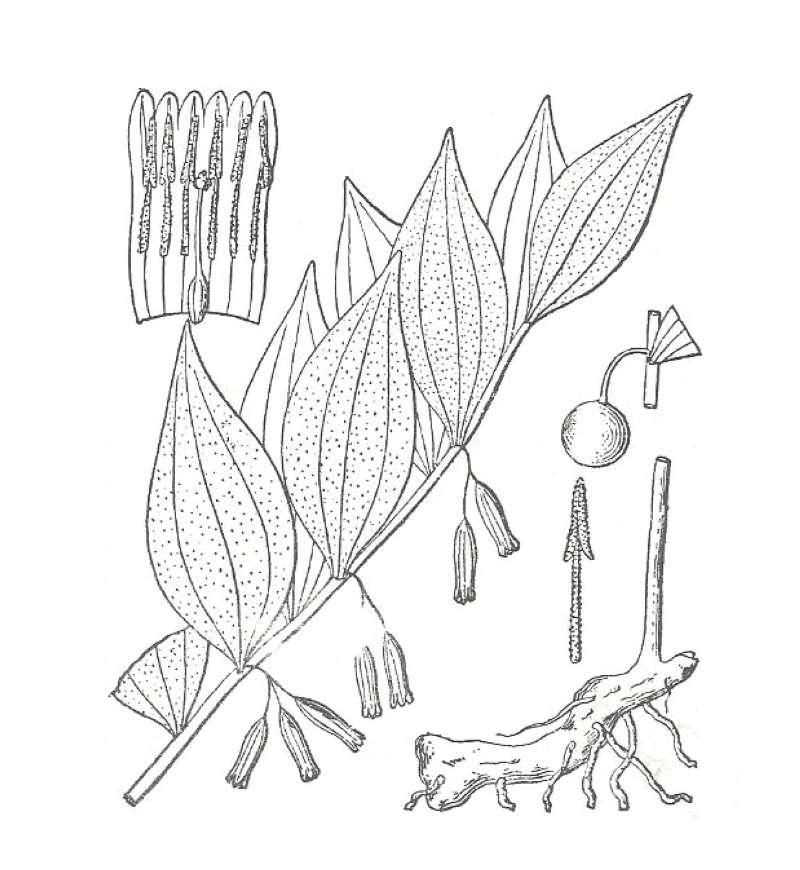 Silhouette by Parts<br>(Origin of the Specimen: Britton and Brown)
