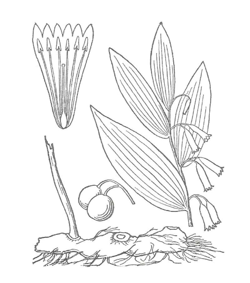 Flowers - Side View<br>(Location of Picture: Northern Illinois, USA)<br>(Origin of the Specimen: Britton and Brown)