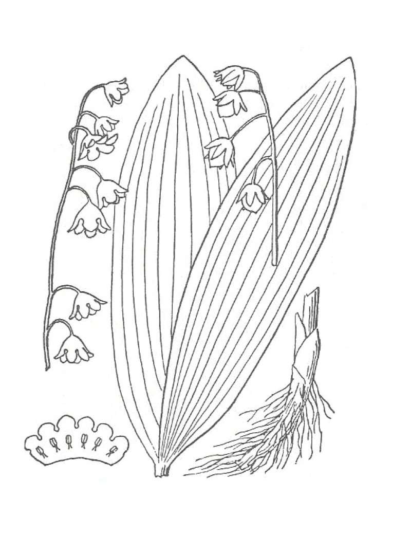 Leaves and Flowers - Mounted Close View<br>(Origin of the Specimen: Garden, Round Lake, Illinois, USA)