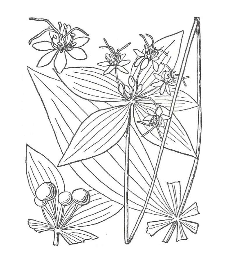 Leaves and Flowers