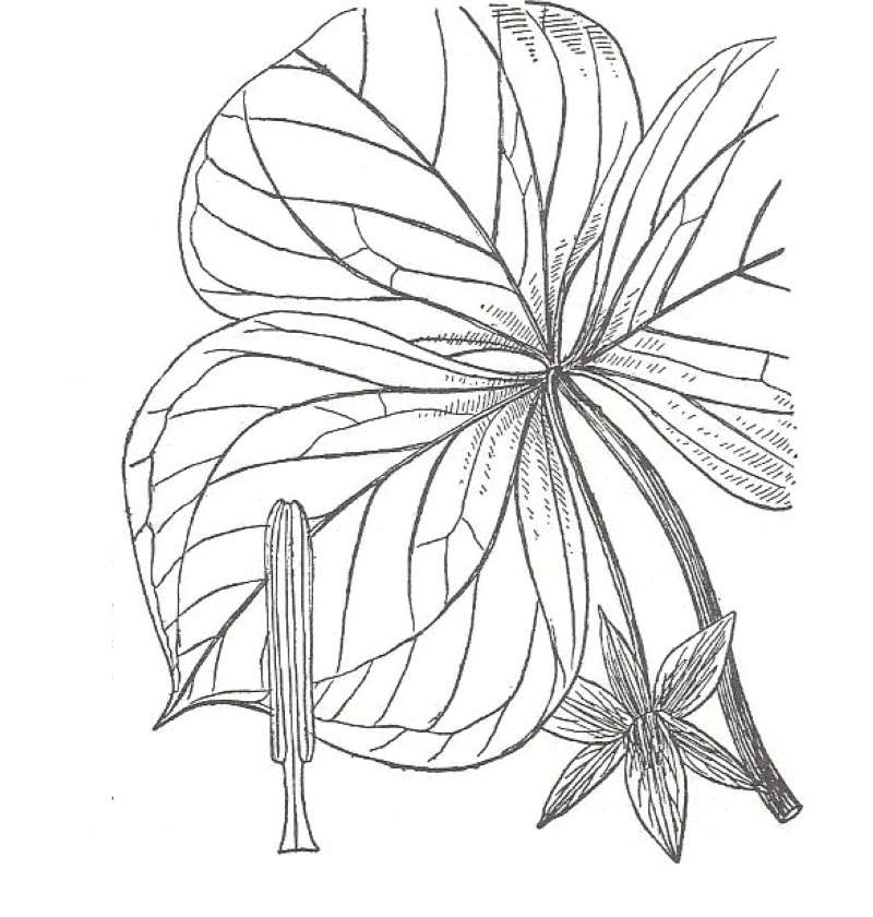 Flower - Front View<br>(Location of Picture: Garden, Chicago, Illinois, USA)