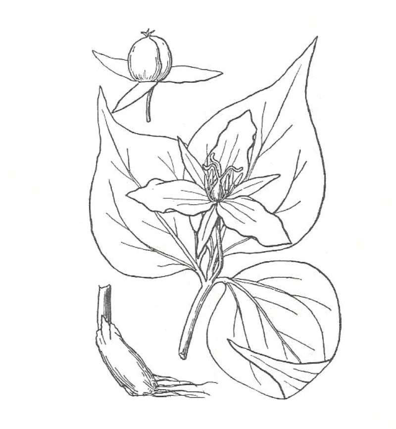 Top Of Plant With Fruit<br>(Location of Picture: Mt Rogers, Virginia, USA)