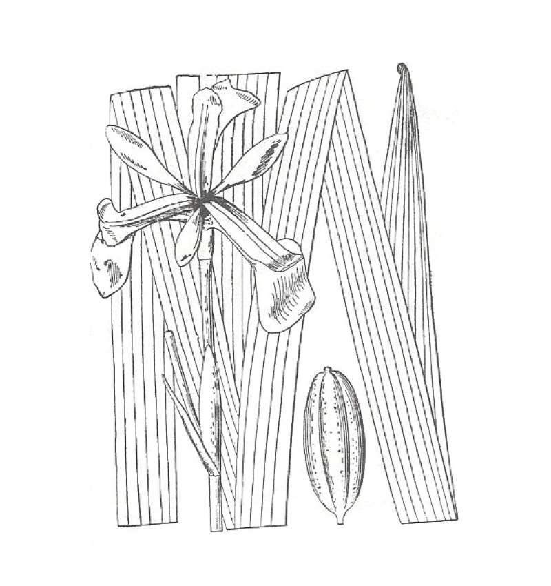 Flower - Top View<br>(Location of Picture: Schuyler, New York, USA)