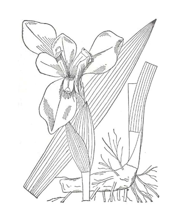 Flower- Side View<br>(Location of Picture: South Carolina, USA)
