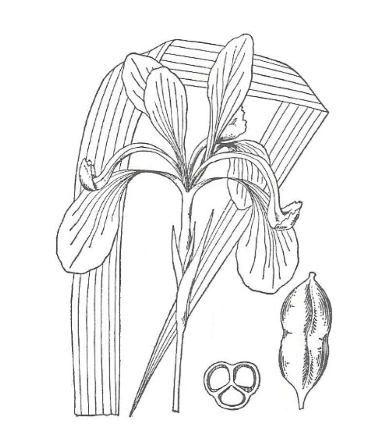 Flower- Side View<br>(Location of Picture: South Carolina, USA)
