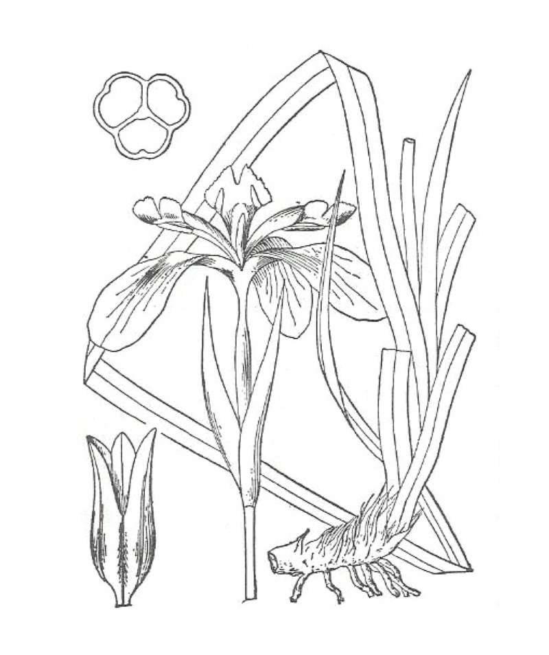 Silhouette by Parts<br>(Origin of the Specimen: Britton and Brown)