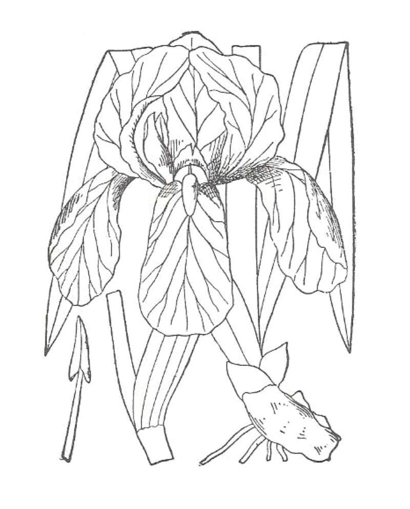 Purple Flower<br>(Location of Picture: Garden, Okanogan, Washington, USA)