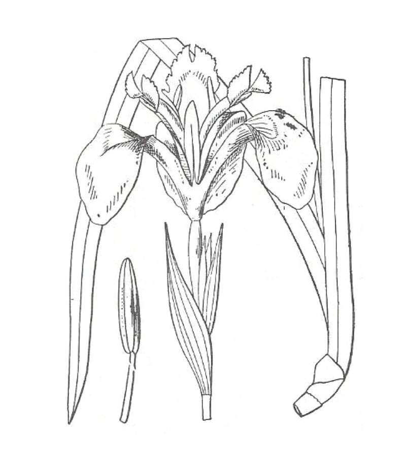 Flower<br>(Location of Picture: Geraldine Watson, Texas, 2007)