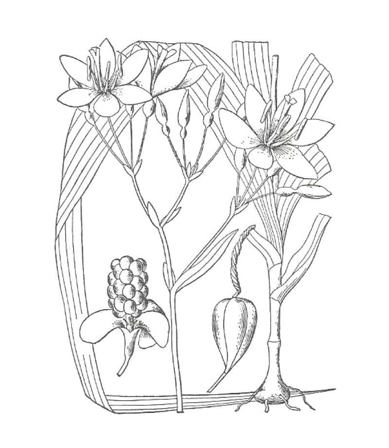 Flowers<br>(Location of Picture: Chs, Glencoe, Illinois, USA)