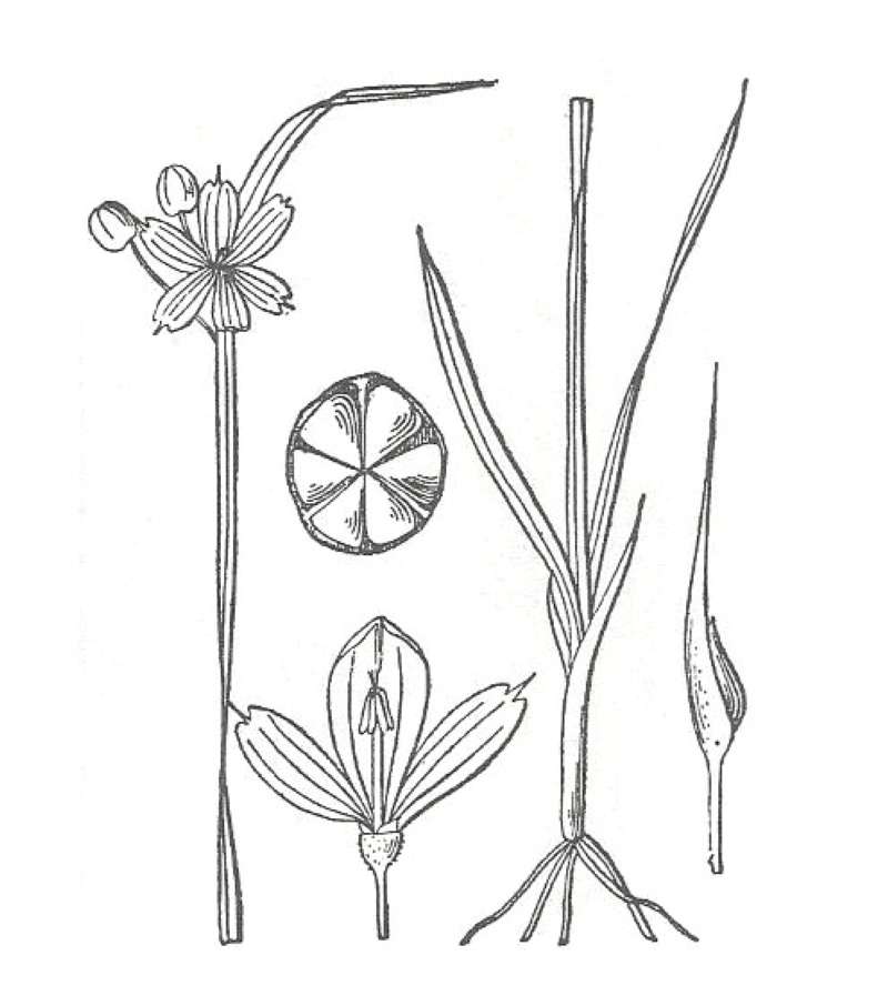 Top of Plant in Bloom<br>(Origin of the Specimen: Commerically Grown, 2011)