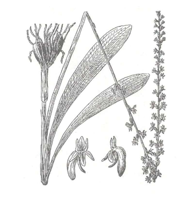 Flower Stalk<br>(Location of Picture: Blewitt Pass, Washington, USA)