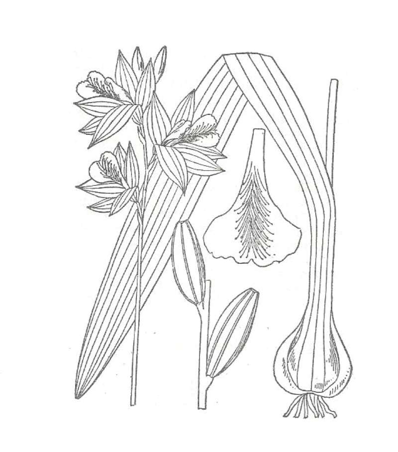 Flower - Close View<br>(Location of Picture: Cape Romain, Sc, USA)