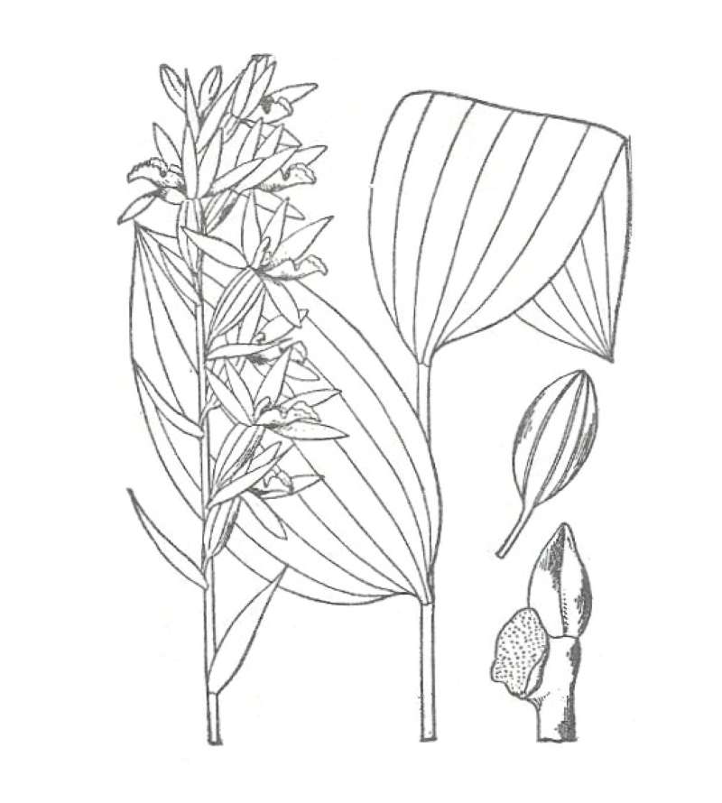 Flower<br>(Location of Picture: Round Lake Heights, Illinois, USA)