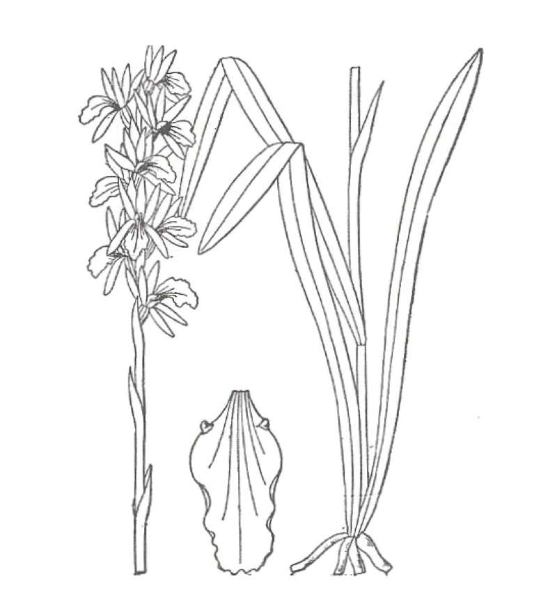 Flowers - Close View<br>(Location of Picture: Grant Woods, Illinois, Fall 2006)