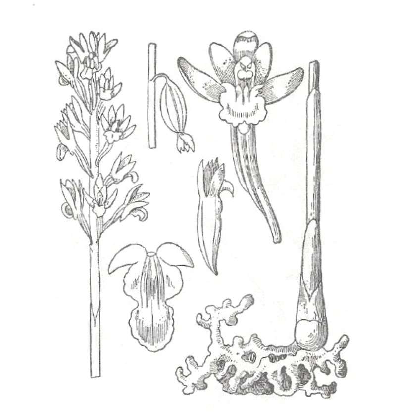 Stem and Flowers<br>(Location of Picture: Springdale, Washington, USA, Spring)