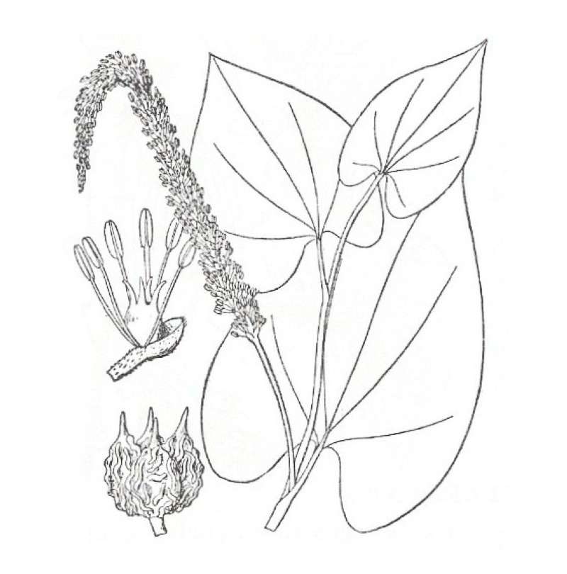 Silhouette by Parts - Line Drawing<br>(Origin of the Specimen: Britton and Brown)