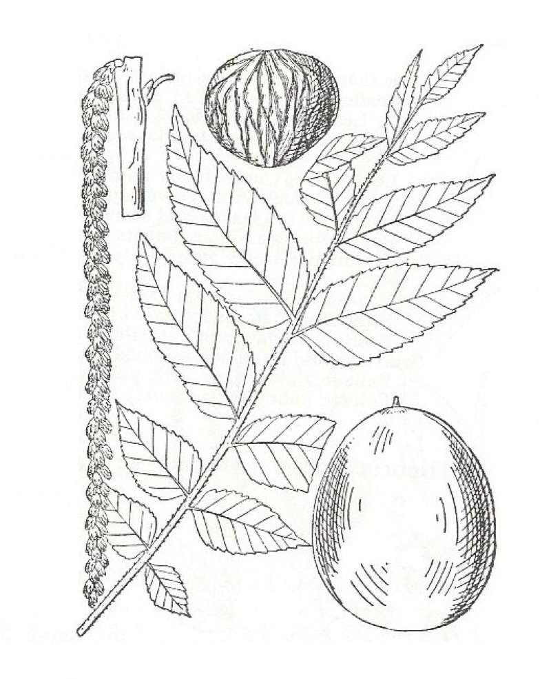 Silhouette by Parts - Line Drawing<br>(Origin of the Specimen: Britton and Brown)