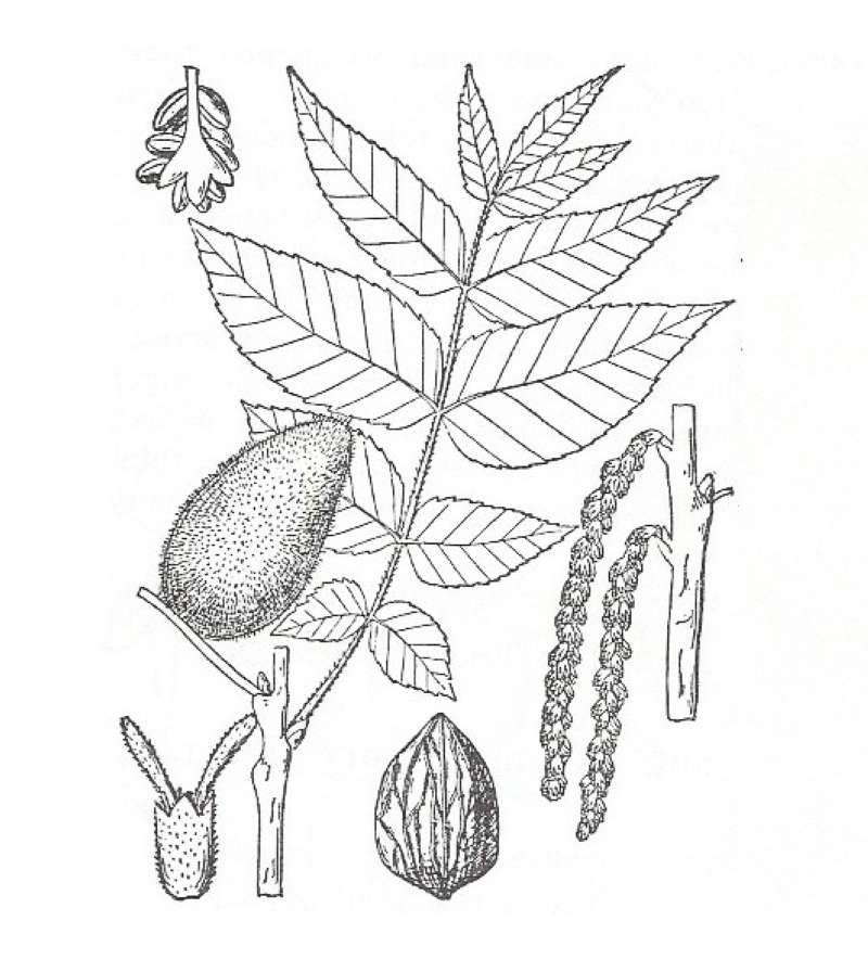 Silhouette by Parts - Line Drawing<br>(Origin of the Specimen: Britton and Brown)