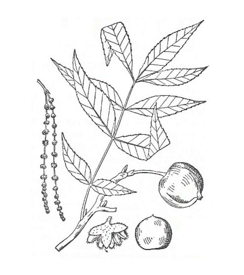 Silhouette by Parts - Line Drawing<br>(Origin of the Specimen: Britton and Brown)