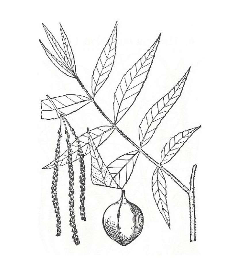 Silhouette by Parts - Line Drawing<br>(Origin of the Specimen: Britton and Brown)