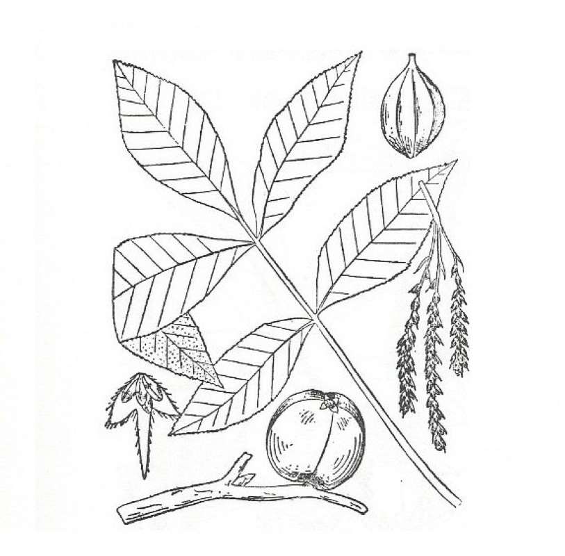 Silhouette by Parts - Line Drawing<br>(Origin of the Specimen: Britton and Brown)