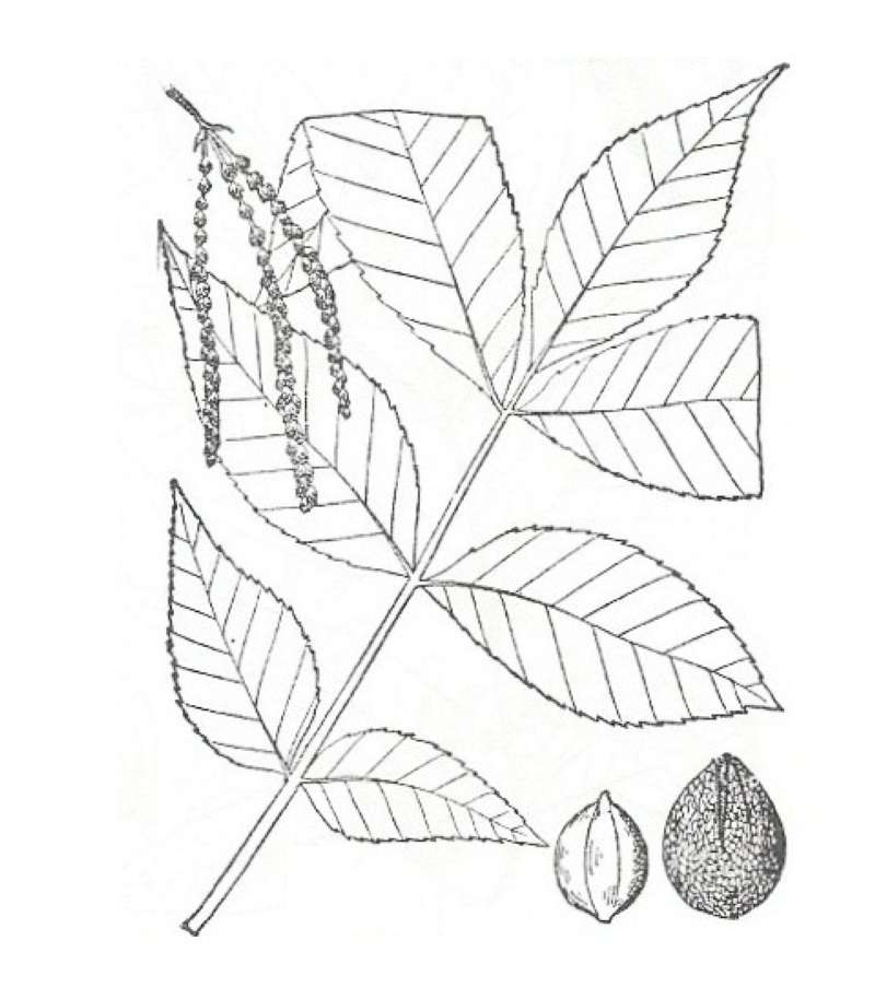 Silhouette by Parts - Line Drawing<br>(Origin of the Specimen: Britton and Brown)