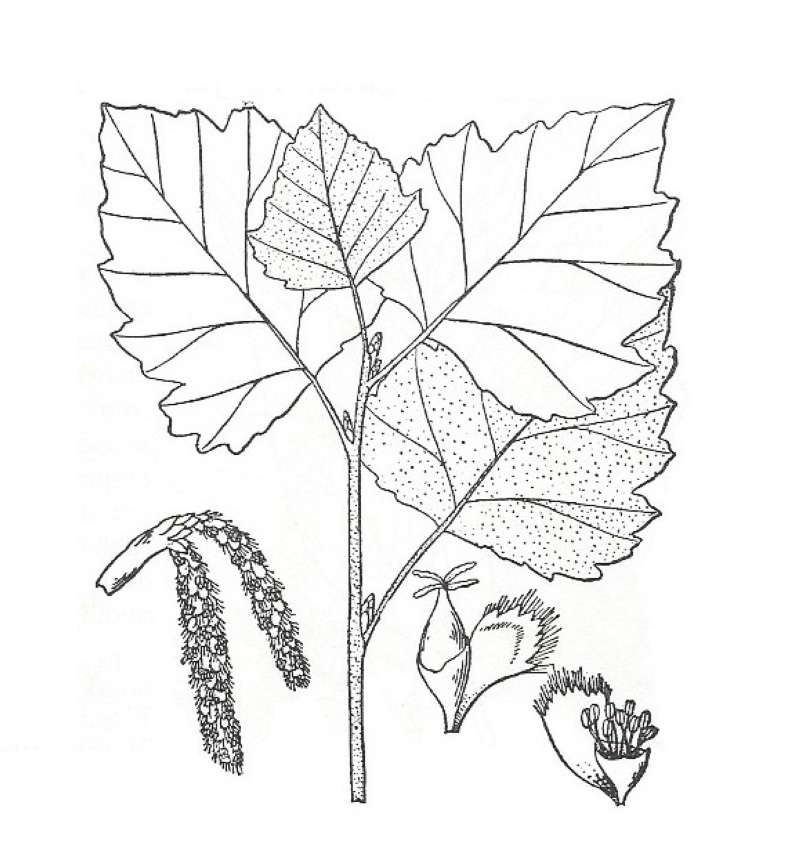 Silhouette by Parts - Line Drawing<br>(Origin of the Specimen: Britton and Brown)