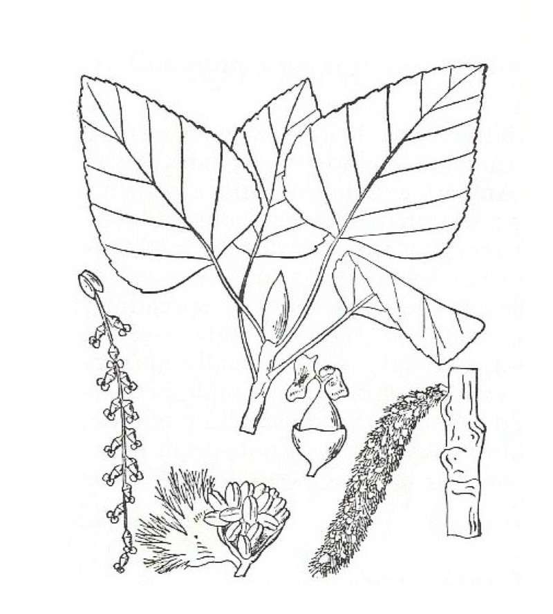 Silhouette by Parts - Line Drawing<br>(Origin of the Specimen: Britton and Brown)