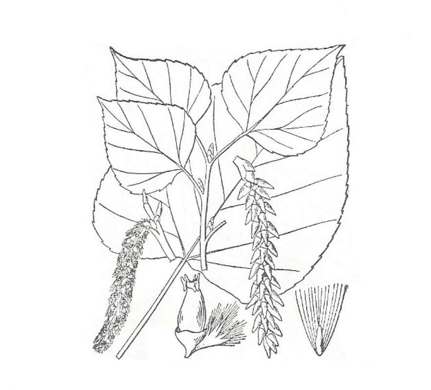 Silhouette by Parts - Line Drawing<br>(Origin of the Specimen: Britton and Brown)