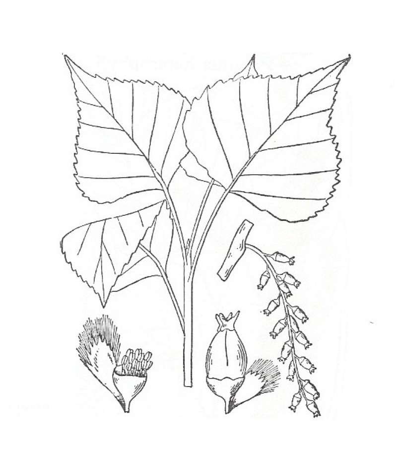Silhouette by Parts - Line Drawing<br>(Origin of the Specimen: Britton and Brown)