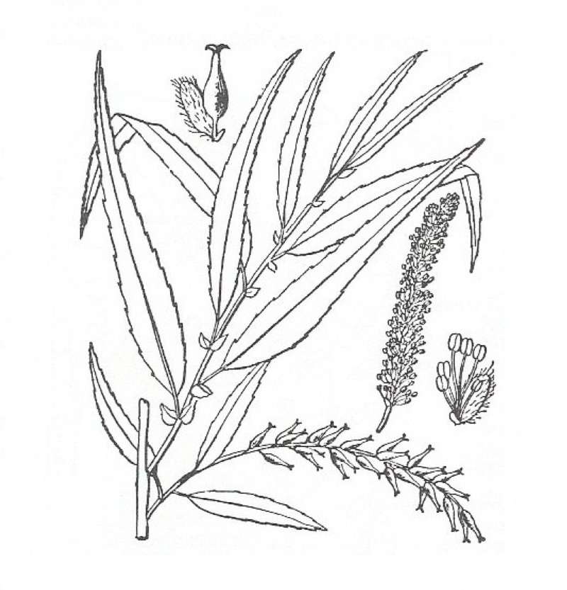 Silhouette by Parts - Line Drawing<br>(Origin of the Specimen: Britton and Brown)
