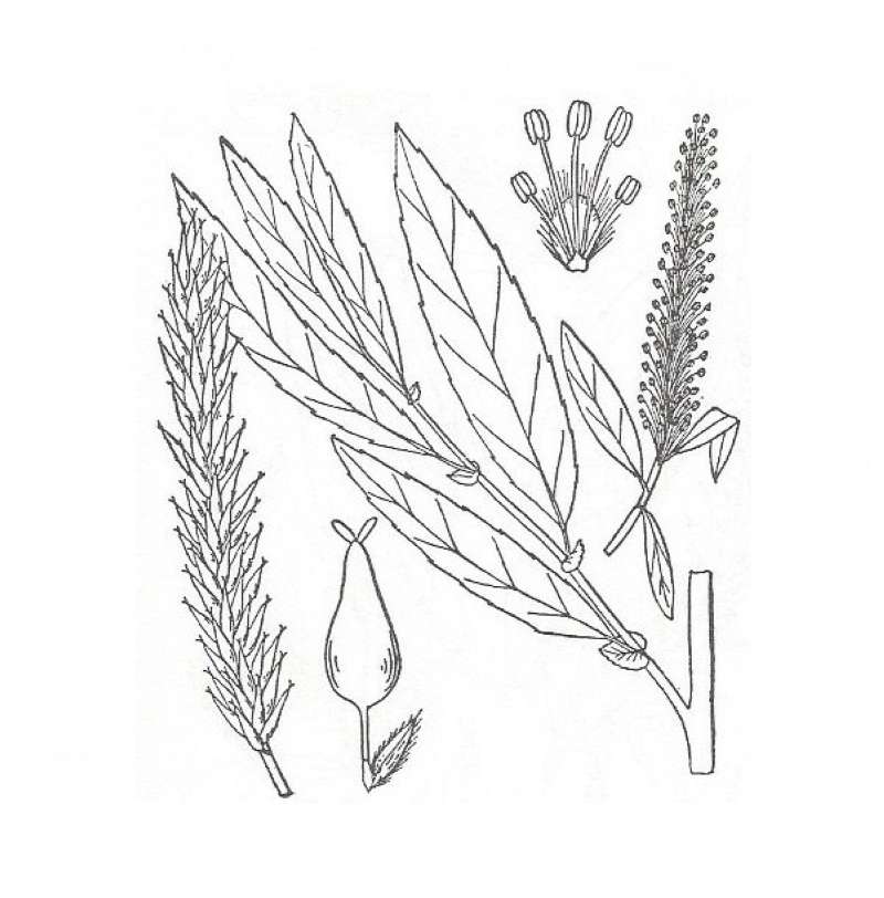 Silhouette by Parts - Line Drawing<br>(Origin of the Specimen: Britton and Brown)