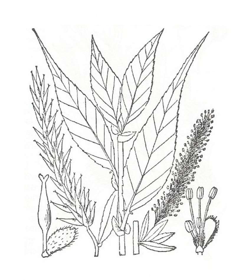 Silhouette by Parts - Line Drawing<br>(Origin of the Specimen: Britton and Brown)