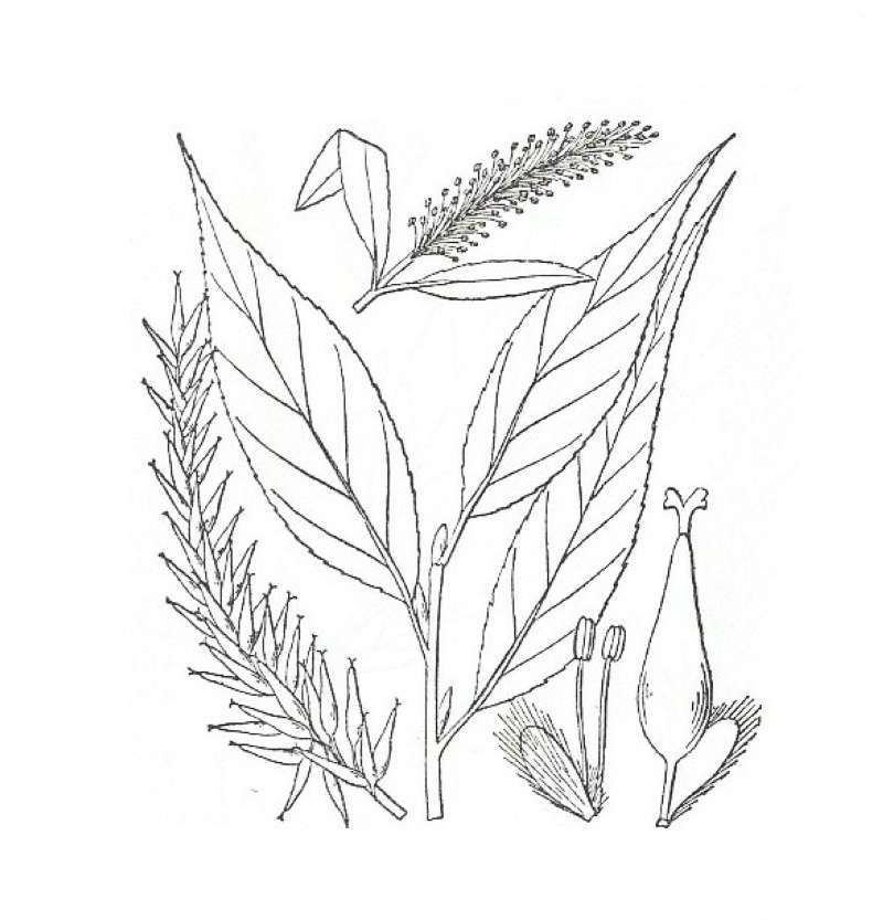 Silhouette by Parts - Line Drawing<br>(Origin of the Specimen: Britton and Brown)