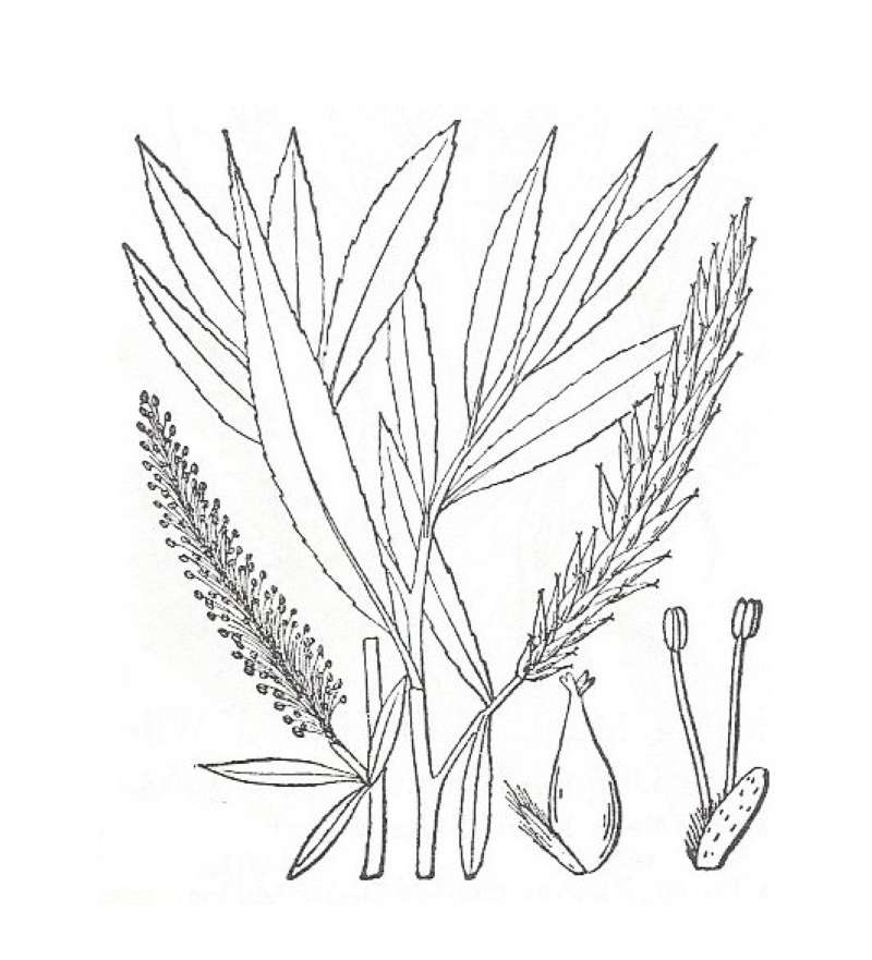 Silhouette by Parts - Line Drawing<br>(Origin of the Specimen: Britton and Brown)