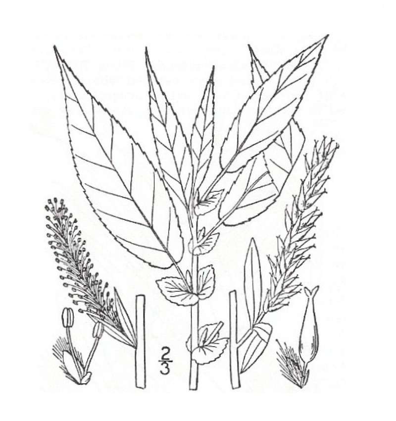 Silhouette by Parts - Line Drawing<br>(Origin of the Specimen: Britton and Brown)