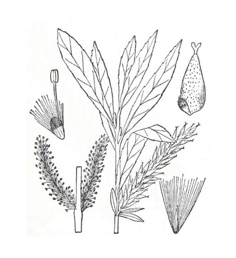 Silhouette by Parts - Line Drawing<br>(Origin of the Specimen: Britton and Brown)